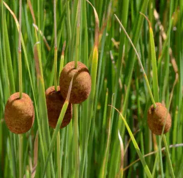 Typha Minima - Miniature Bulrush - 9cm pot