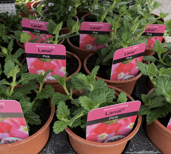 Verbena Lanai Trailing Pink 9cm Pot Hanging Basket Plant/