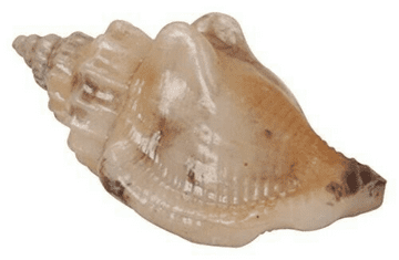 Vivid Arts- Miniature Beach Garden- Pack of 3  - Resin Shells -  cmC