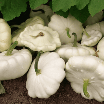 White Autumn Squash