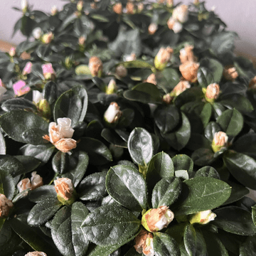 Winter Flowering Azelea (Rhododendron Simsii)