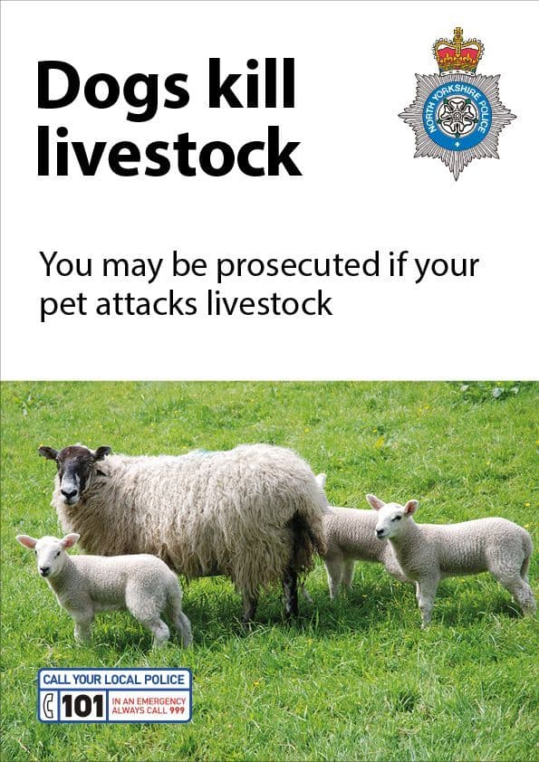 NYP160007 Poster Dogs kill livestock