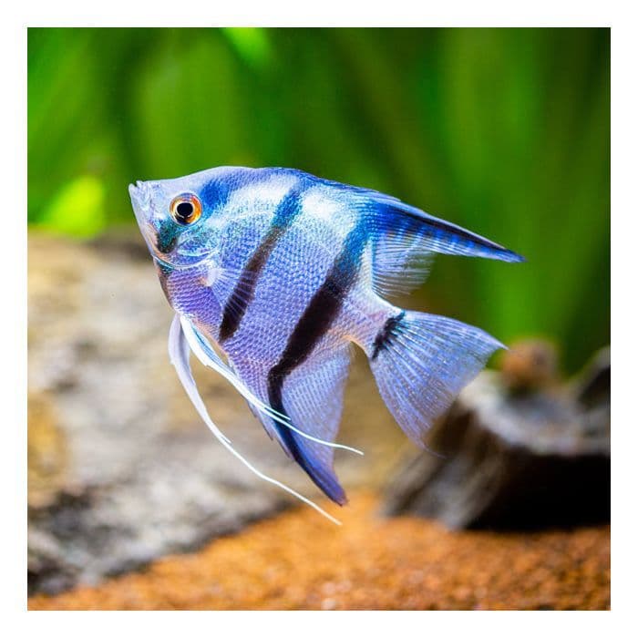 Medium Angelfish Angelfish (Pterophyllum scalare)