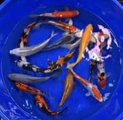 7"-8" Selected Koi Mix