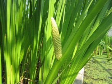 Acorus calamus 1ltr Basket (Pack Of 3)