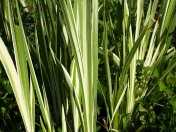 Acorus calamus variegatus 1Ltr Basket (Pack Of 3)