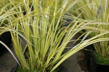 Acorus gramineus Ogon 1Ltr Basket