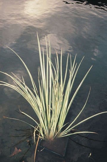 Acorus gramineus variegatus 9cm Basket (Pack of 3)