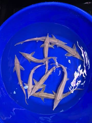 Albino Sterlets 12"-15"