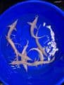 Albino Sterlets 6