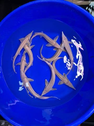 Albino Sterlets 6"-8"