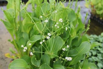 Alisma parviflorum 1 Ltr Basket