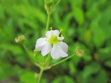 Alisma plantago aquaticum 1 Ltr (Pack Of 3)