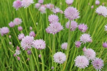 Allium schoenoprasum 9cm Basket (Pack of 3)