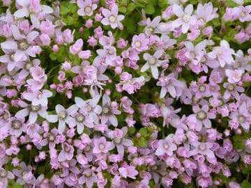 Anagallis tenella 1Ltr Basket