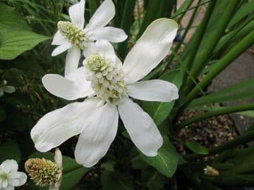 Anemopsis californicum 3Ltr Basket