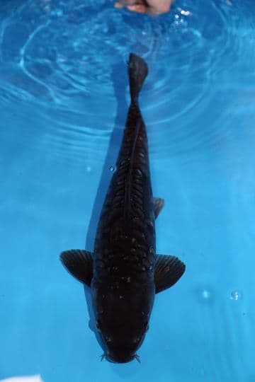 Aragoke Hajiro-Koi For Sale 17" 9672