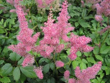 Astilbe pink 3 x 1ltr Basket