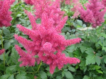 Astilbe red 1ltr Basket