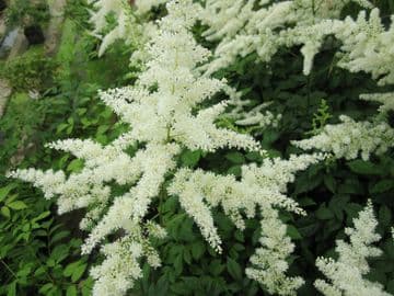 Astilbe white 1ltr Basket
