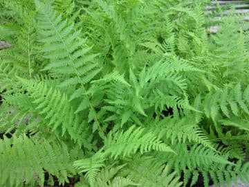 Athyrium filix femina 3 x 9cm Basket