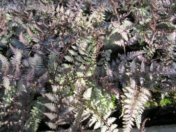 Athyrium niponicum Metallicum 3 x 9cm Basket