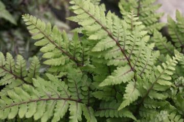 Athyrium otoph Okanum 3 x 9cm Basket