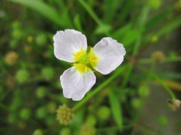 Baldellia ranunculoides 3 x 9cm Basket