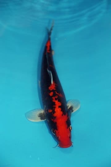 Beni Kumonryu-Koi For Sale 12" 9588