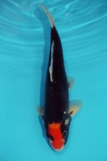 Beni Kumonryu-Koi For Sale 12" 9597