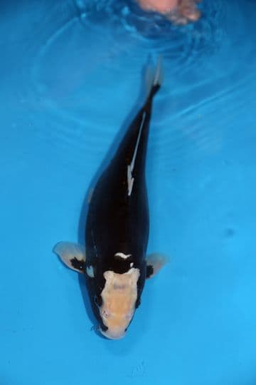 Beni Kumonryu-Koi For Sale 14" 9460