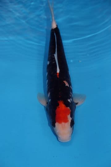 Beni Kumonryu-Koi For Sale 14" 9474