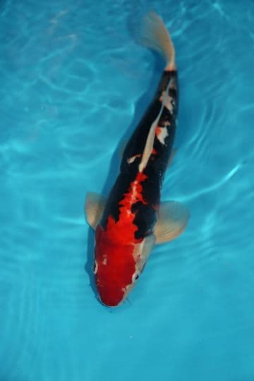 Beni Kumonryu-Koi For Sale 16" 9403