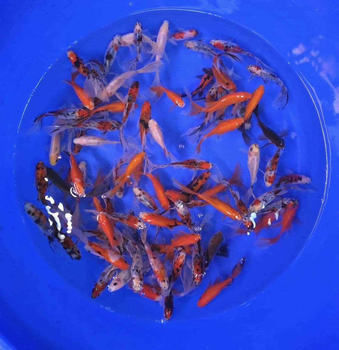 Bristol Goldfish Mix 4
