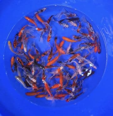 Bristol Goldfish Mix 4"