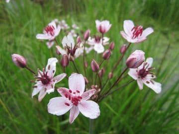 Butomus umbellatus 1Ltr Basket