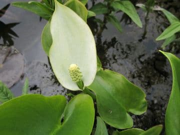 Calla palustris 3Ltr Basket