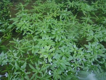 Callitriche stagnalis Pack of 5