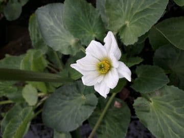 Caltha leptosepala 1Ltr Basket