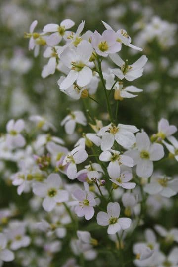 Cardamine pratensis 3 x 1 Ltr Basket