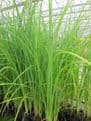 Carex acuta 1 Ltr Basket