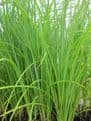 Carex acuta 1 Ltr Basket