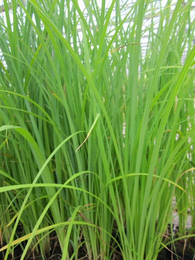 Carex acuta 1 Ltr Basket