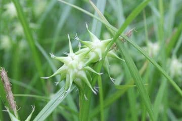 Carex Grayi 3 Ltr Basket
