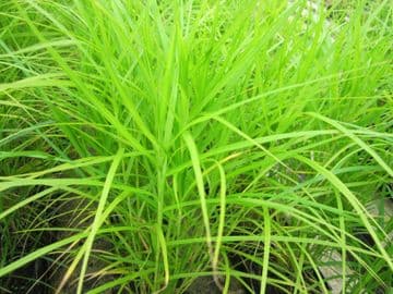 Carex muskingumensis 3 x 9cm Basket