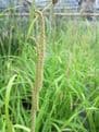 Carex pendula 3 x 1ltr Basket