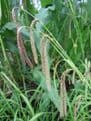 Carex pendula 3 x 1ltr Basket