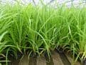 Carex pendula 3 x 1ltr Basket