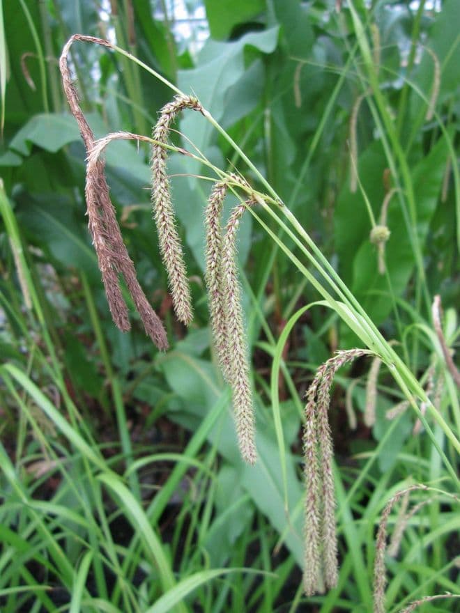 Carex pendula 3 x 1ltr Basket