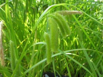 Carex pseudocyperus 1ltr Basket